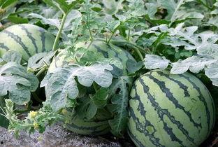 娱乐圈吃瓜文具有哪些,揭秘明星幕后故事与八卦传闻