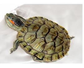 娱乐吃瓜酱小乌龟