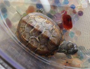 娱乐吃瓜酱小乌龟