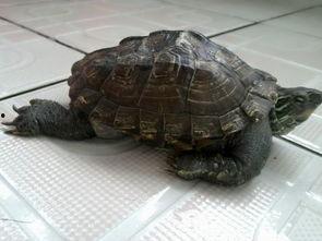 娱乐吃瓜酱小乌龟