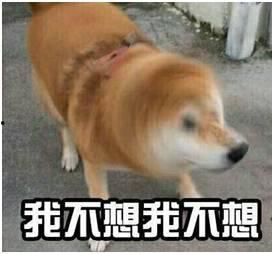 假如狗会说话娱乐吃瓜酱,娱乐吃瓜酱带你领略狗狗界的趣味日常