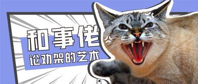 娱乐吃瓜君猫神,揭秘猫神背后的神秘故事